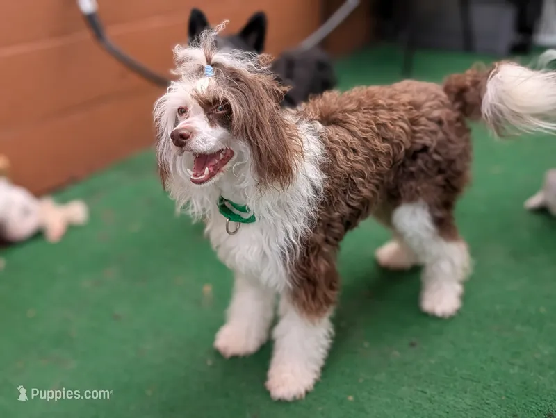 Sebastian "Bast" – Chinese Crested puppy for sale in Pittsburgh, PA