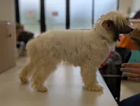 Dapple, a male Chinese Crested for sale in Pittsburgh, PA – 6 of 7