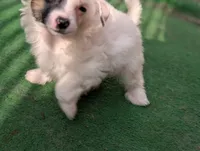 Dapple, a male Chinese Crested for sale in Pittsburgh, PA – 4 of 5