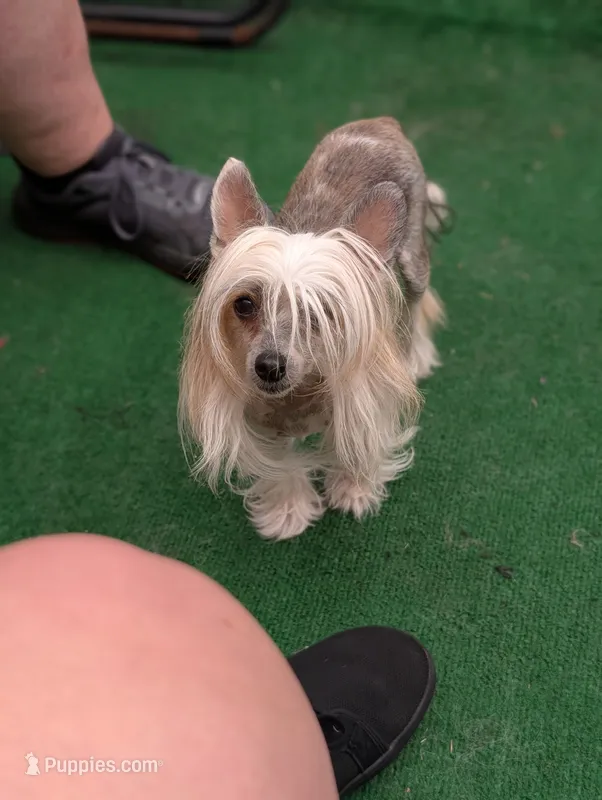 Lily – Chinese Crested puppy for sale in Pittsburgh, PA