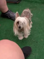 Lily, a female Chinese Crested for sale in Pittsburgh, PA – 1 of 4