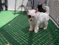 Dapple, a male Chinese Crested for sale in Pittsburgh, PA – 3 of 8