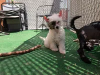 Dapple, a male Chinese Crested for sale in Pittsburgh, PA – 4 of 8