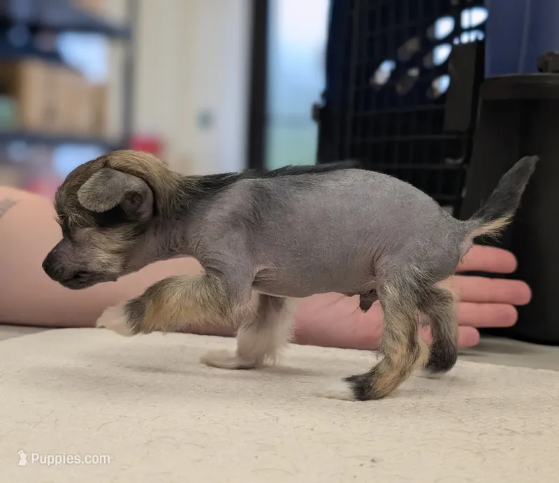 Aesop, a male Chinese Crested for sale in Pittsburgh, PA – 1 of 9