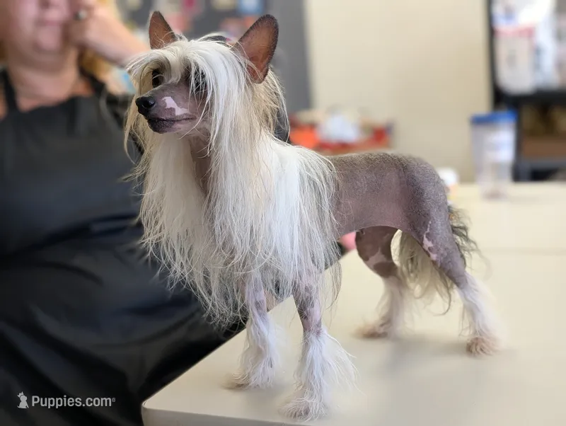 Lily – Chinese Crested puppy for sale in Pittsburgh, PA