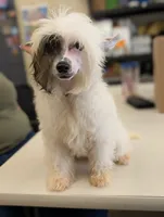 Dapple, a male Chinese Crested for sale in Pittsburgh, PA – 4 of 7