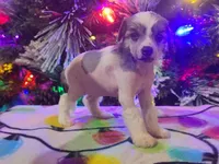 Akasha, a female Chinese Crested for sale in New Castle, PA – Photo 3 of 7