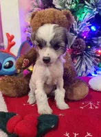 Akasha, a female Chinese Crested for sale in New Castle, PA – Photo 1 of 7