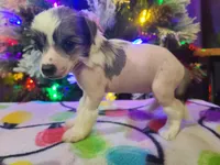 Akasha, a female Chinese Crested for sale in New Castle, PA – Photo 6 of 7