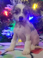 Akasha, a female Chinese Crested for sale in New Castle, PA – Photo 2 of 7