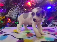 Akasha, a female Chinese Crested for sale in New Castle, PA – Photo 4 of 7