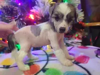 Akasha, a female Chinese Crested for sale in New Castle, PA – Photo 5 of 7