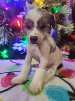 Akasha, a female Chinese Crested for sale in New Castle, PA – Photo 7 of 7