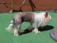 Lily, a female Chinese Crested for sale in Pittsburgh, PA – 3 of 4