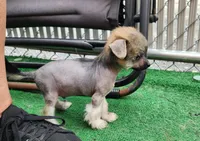 Asmund, a male Chinese Crested for sale in Pittsburgh, PA – 2 of 8