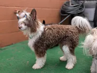 Sebastian "Bast", a male Chinese Crested for sale in Pittsburgh, PA – 4 of 4