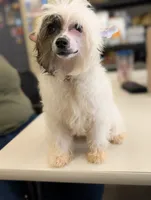 Dapple, a male Chinese Crested for sale in Pittsburgh, PA – 1 of 7