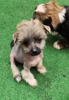 Asmund, a male Chinese Crested for sale in Pittsburgh, PA – 8 of 8