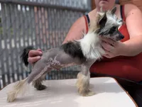 Ether, a male Chinese Crested for sale in Pittsburgh, PA – 3 of 5