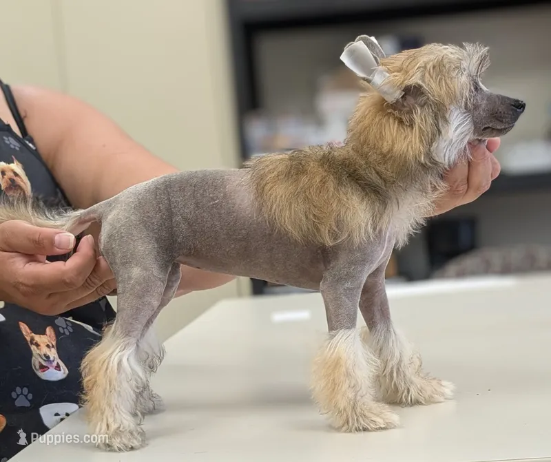 Lark – Chinese Crested puppy for sale in Pittsburgh, PA