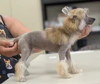 Lark, a female Chinese Crested for sale in Pittsburgh, PA – 1 of 5