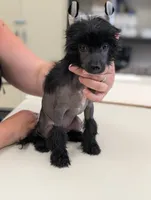 Grimm, a male Chinese Crested for sale in Pittsburgh, PA – 7 of 10