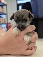 Aesop, a male Chinese Crested for sale in Pittsburgh, PA – 3 of 9