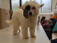 Dapple, a male Chinese Crested for sale in Pittsburgh, PA – 3 of 7