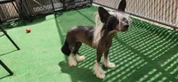 Astraea, a female Chinese Crested for sale in Pittsburgh, PA – 4 of 5