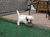 Dapple, a male Chinese Crested for sale in Pittsburgh, PA – 5 of 5