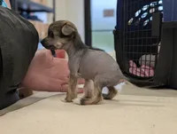 Aesop, a male Chinese Crested for sale in Pittsburgh, PA – 8 of 9