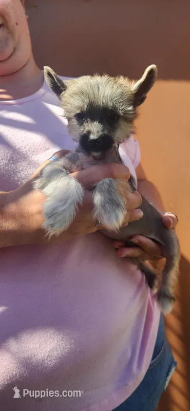 Asmund – Chinese Crested puppy for sale in Pittsburgh, PA