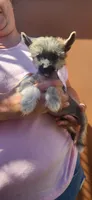 Asmund, a male Chinese Crested for sale in Pittsburgh, PA – 1 of 8