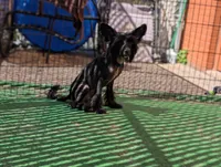 Grimm, a male Chinese Crested for sale in Pittsburgh, PA – 4 of 10
