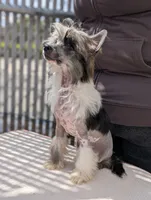 Ether, a male Chinese Crested for sale in Pittsburgh, PA – 2 of 5