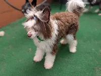 Sebastian "Bast", a male Chinese Crested for sale in Pittsburgh, PA – 3 of 4