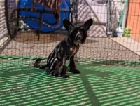 Grimm, a male Chinese Crested for sale in Pittsburgh, PA – 2 of 10