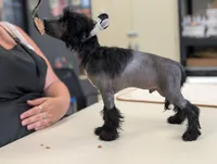 Grimm, a male Chinese Crested for sale in Pittsburgh, PA – 10 of 10