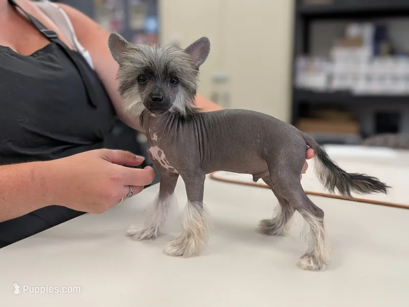 Asmund – Chinese Crested puppy for sale in Pittsburgh, PA