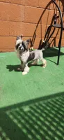 Ether, a male Chinese Crested for sale in Pittsburgh, PA – 4 of 5