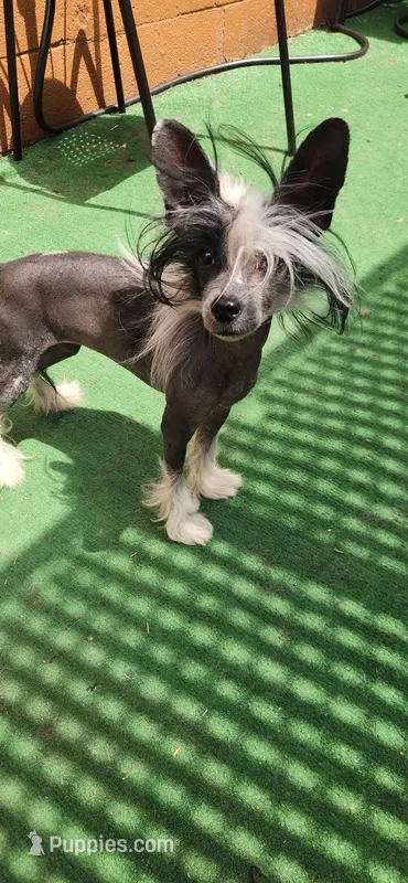 Astraea – Chinese Crested puppy for sale in Pittsburgh, PA
