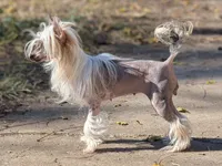 Lily, a female Chinese Crested for sale in Pittsburgh, PA – 2 of 4