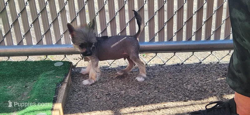 Asmund – Chinese Crested puppy for sale in Pittsburgh, PA