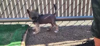 Asmund, a male Chinese Crested for sale in Pittsburgh, PA – 4 of 8