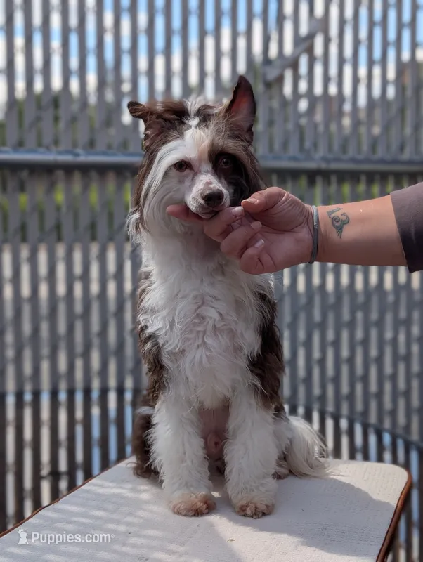 Sebastian "Bast" – Chinese Crested puppy for sale in Pittsburgh, PA
