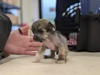 Aesop, a male Chinese Crested for sale in Pittsburgh, PA – 6 of 9