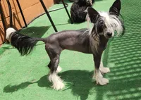 Astraea, a female Chinese Crested for sale in Pittsburgh, PA – 3 of 5