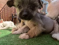 Aesop, a male Chinese Crested for sale in Pittsburgh, PA – 4 of 9