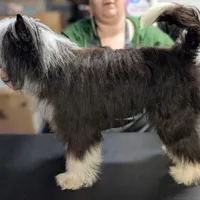 Phantom, a male Chinese Crested for sale in New Castle, PA – Photo 4 of 8