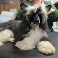 Phantom, a male Chinese Crested for sale in New Castle, PA – Photo 1 of 8